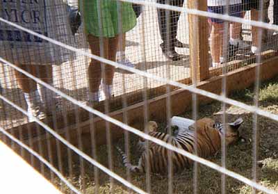Tiger Cub, 1996