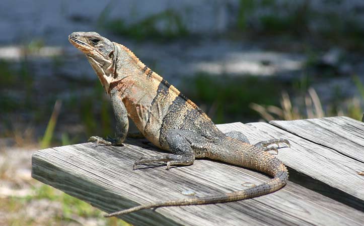 Iguana in picnic area