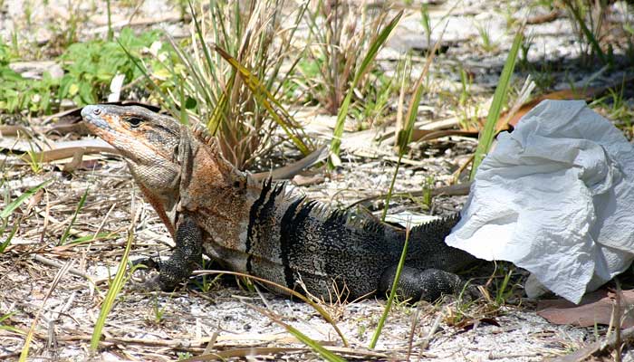 Iguana in picnic area