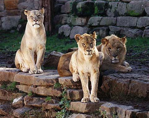 Lions in Fort Worth Zoo, 1997