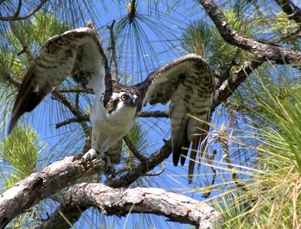 Osprey in back garden