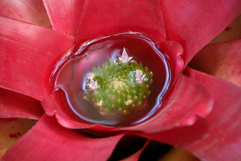 Red Flower