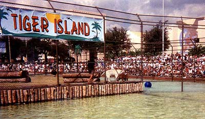 White Tigers on Tiger Island