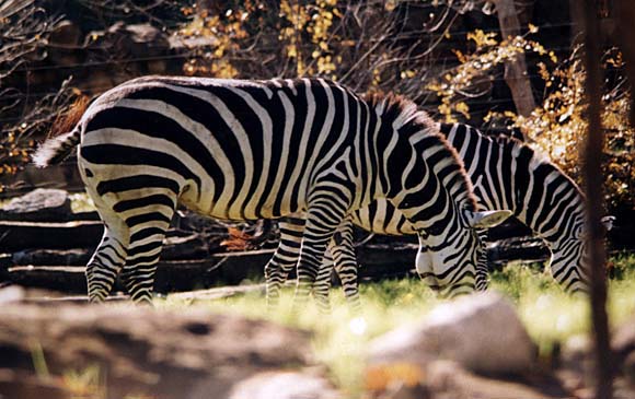 Zebra