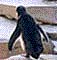 Marchinbg Penguins, 1997