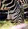 Zebra, 1997