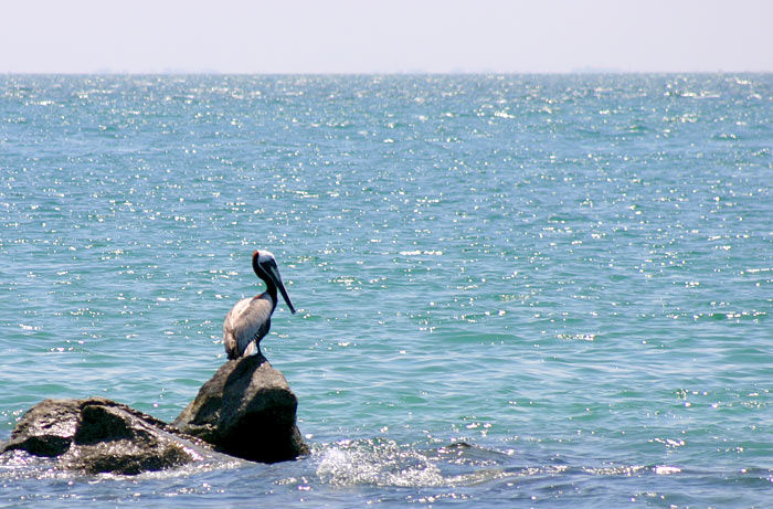 Pelican